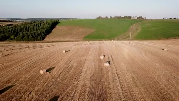 Champ de blé avec balles en soirée d'été. Vue du dessus — Video