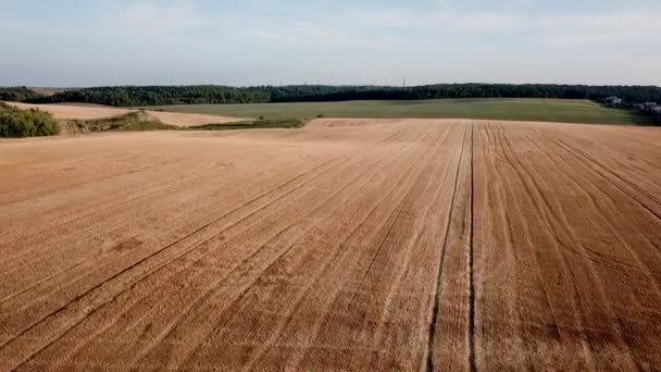 Пшеничное поле с тюками в летний вечер. Вид сверху — стоковое видео