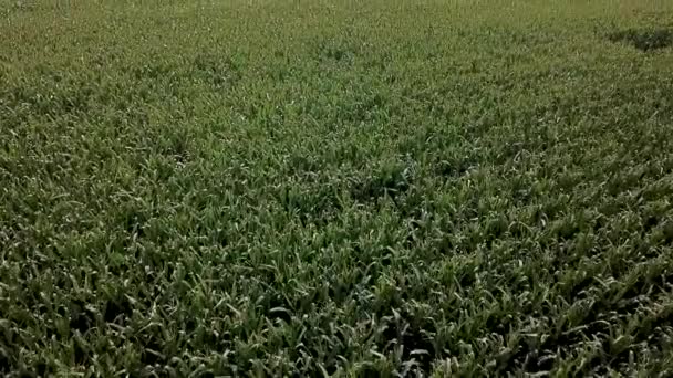 Vista aérea del campo de maíz. Campo verde de maíz — Vídeo de stock