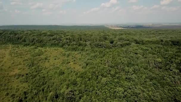 森の中の夏の緑の木の空中トップビュー — ストック動画