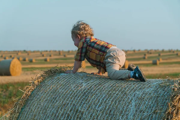 A fair-haired littleboy sits on top of a straw bale on a wheat field