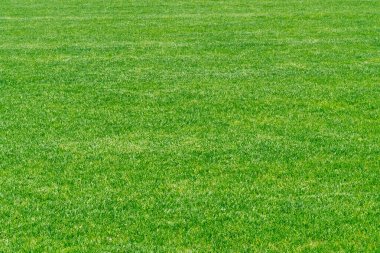 Yeşil çimen dokusu. Stadyum çimen manzarası