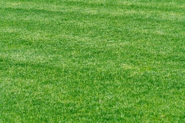 Yeşil çimen dokusu. Stadyum çimen manzarası