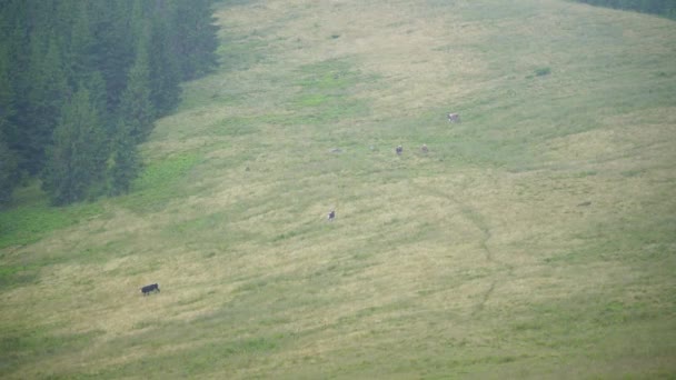 Pâturage des vaches dans la prairie. Les vaches paissent dans les montagnes. Agriculture et élevage dans les Highlands — Video