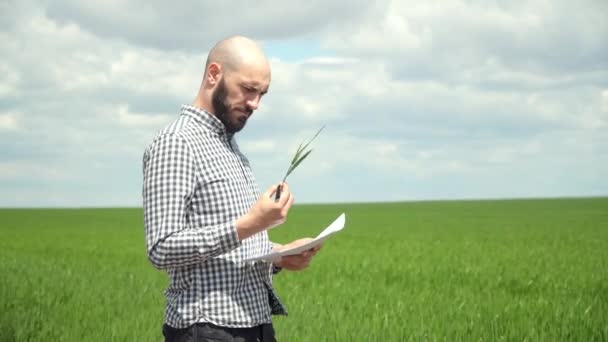 Az agronómus vagy a gazda a búza növekedését vizsgálja. A mezőgazdasági termelő megvizsgálja a gabonaterületet — Stock videók