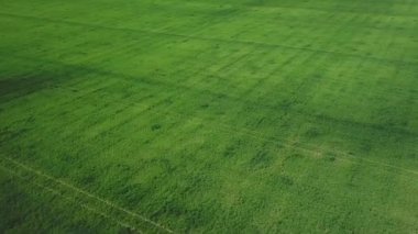 Hava görüntüsü endüstriyel tarlalar taze yetişiyor mavi gökyüzünün altında Kaliforniya kırsal tarım kırsalında. Yukarıdan plantasyon, üst görünüm ekin çizgileri dokusu