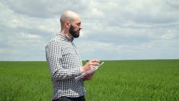 A gazda a gabonaféléket vizsgálja. Agronómus vagy mezőgazdasági termelő vizsgálja a búza növekedését — Stock videók