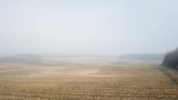 A betakarító végső mezőgazdasági műveletei ősszel a mezőn. Légi felvétel a modern kombájn betakarítás búza a területen — Stock videók