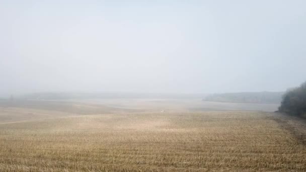 Les dernières opérations agricoles de la moissonneuse sur le champ à l'automne. Vue aérienne de la moissonneuse-batteuse moderne sur le champ — Video