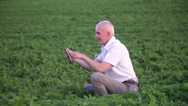 Senior agronomist or farmer with tablet examines soybean growth. Soybean field. Concept of digital technologies in agriculture — Stock Video