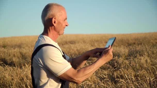 Senior boer met behulp van tablet op tarweveld. Boer inspecteert tarwegroei. Begrip digitale technologie in de landbouw — Stockvideo