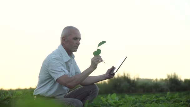 Kıdemli tarım uzmanı ya da tabletli çiftçi soya fasulyesinin büyümesini inceliyor. Soya tarlası — Stok video