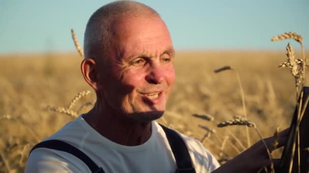 Starszy rolnik używający tabletek na polu pszenicy. Rolnik kontroluje wzrost pszenicy. Pojęcie technologii cyfrowych w rolnictwie — Wideo stockowe