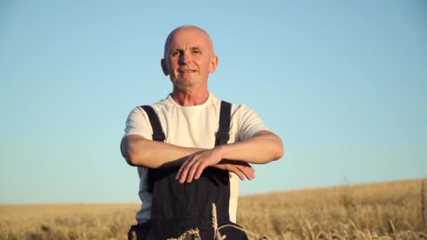 Close up portrait of senior farmer looking to the camera in the golden field on the blue sky background sunny day. Farming and agriculture concept — Stock Video