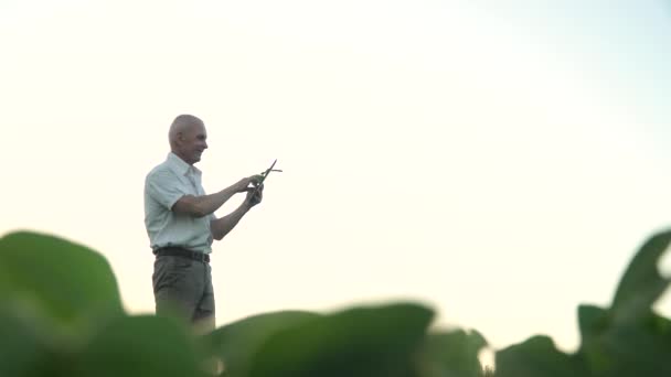 Senior agronomer eller jordbrukare med tablett undersöker sojabönsodling. Begreppet digital teknik inom jordbruket — Stockvideo