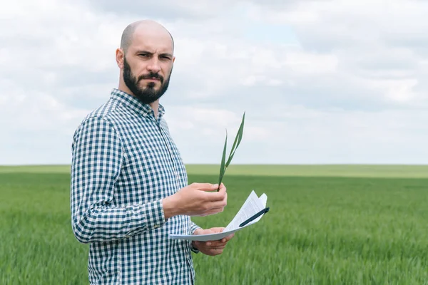 Çiftçi mısır gevreği tarlasını inceliyor. Agronomist ya da çiftçi buğdayın büyümesini inceler