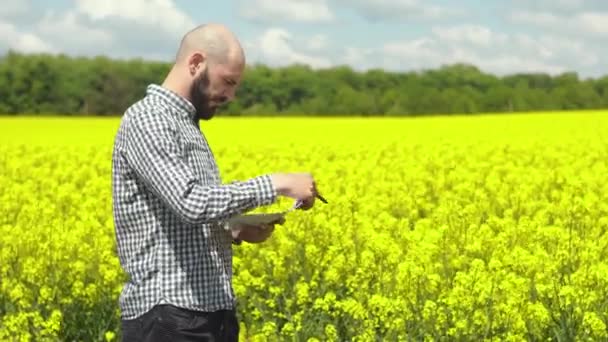 Agronom oder Landwirt untersucht das Wachstum von Rapspflanzen. Rapsfeld — Stockvideo