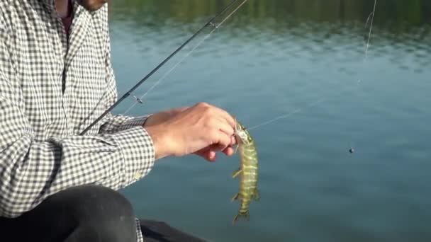 Fischerhände lassen gerade gefangenen Hecht gehen — Stockvideo