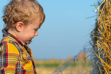 Buğday tarlasında balyalarla oynayan sevimli sarı saçlı çocuk.