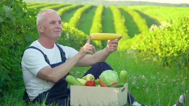 Senior bonde lägger i en låda grönsaker - majs. Ekologiska jordbruksprodukter — Stockvideo