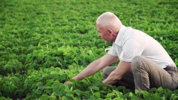 Senior agronomer eller jordbrukare undersöker sojabönsodling. Sojabönsfält — Stockvideo