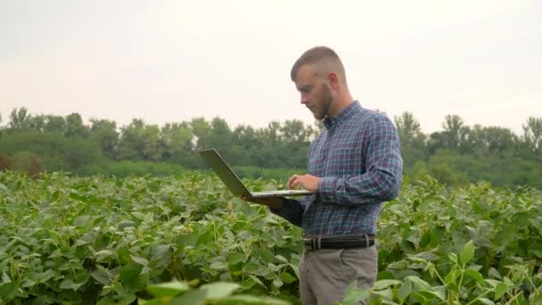 一个有笔记本电脑的植物专家,检查大豆的绿色背景.概念生态学、生物产品、检查、自然产品 — 图库视频影像