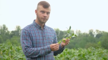 Agronomist ya da çiftçi soya fasulyesinin büyümesini inceliyor. Elinde soya fasulyesi meyvesi olan çiftçi. Kavram ekolojisi, biyolojik ürün, teftiş, doğal ürünler