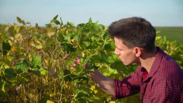 Een plantenspecialist met tablet, het controleren van het veld soja een achtergrond van groen. Concept ecologie, bioproduct, natuurlijke producten — Stockvideo