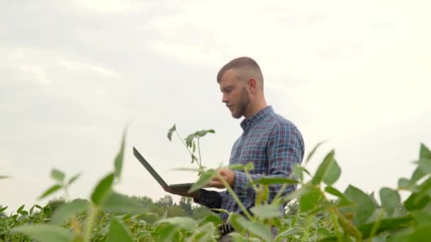 Um especialista em plantas, verificando o campo de soja um fundo de vegetação. Campos de soja — Vídeo de Stock