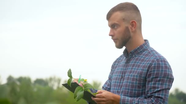 Jóvenes agricultores revisando el campo de soja un fondo de vegetación. Concepto ecología, bio producto, inspección, productos naturales — Vídeo de stock