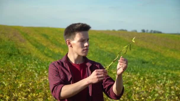 Fermier vérifiant le soja de champ un fond de verdure. Concept écologie, bio produit, produits naturels — Video