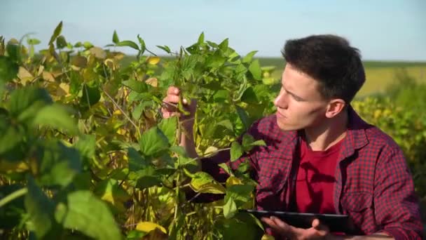 Junger Agronom mit Tablette untersucht Wachstumsrate von Sojabohnen — Stockvideo