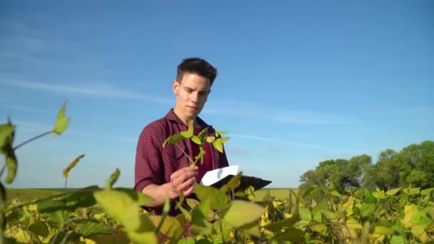 Genç tarımcı soya fasulyelerinin büyüme hızını inceliyor — Stok video