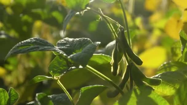 Gros plan sur les fruits mûrs du soja au champ — Video