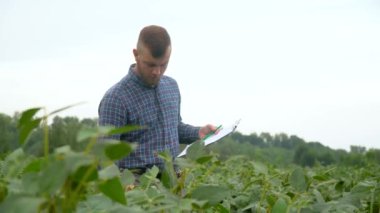Agronomist ya da çiftçi soya fasulyesinin büyümesini inceliyor. Soya tarlası. Kavram ekolojisi, biyolojik ürün, teftiş, doğal ürünler