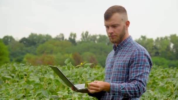 Agronomiste ou agriculteur examine la croissance du soja. Champ de soja. Concept écologie, bio produit, inspection, produits naturels — Video