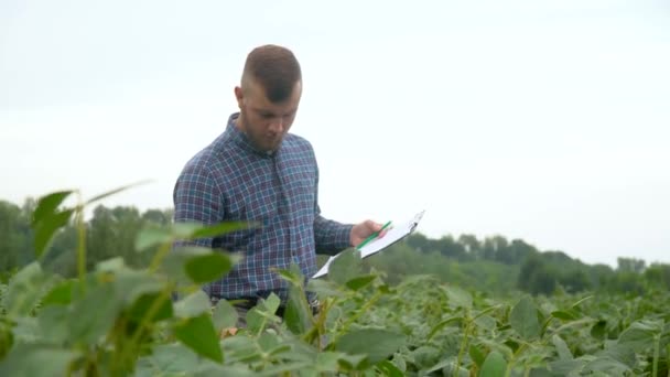 Agronomist of landbouwer onderzoekt de groei van soja. Soja veld. Concept ecologie, bioproduct, inspectie, natuurlijke producten — Stockvideo