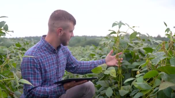 Um especialista em plantas com tablet, verificando o campo de soja um fundo de vegetação. Conceito ecologia, bio produto, inspeção, produtos naturais — Vídeo de Stock