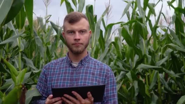 A mezőgazdaság kukoricamezeje integritásának ellenőrzése. Fiatal farmer digitális táblagéppel. Intelligens öko a betakarítás mezőgazdasági gazdálkodási koncepciója — Stock videók