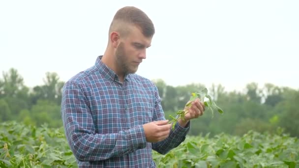 Un spécialiste des plantes, vérifiant le soja de champ un fond de verdure. Agronomiste avec des fruits de soja dans les mains. — Video