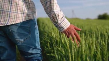 Tarım uzmanı yeşil buğday tarlasında yürüyor, elleriyle kulaklara nazikçe dokunuyor, ekininin büyümesini ve sağlığını kontrol ediyor.