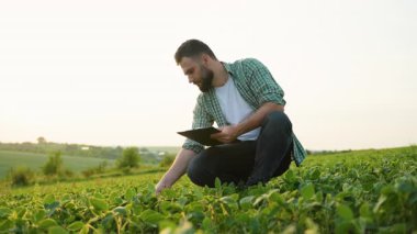 Soya fasülyelerinin ortasında çömelmiş, tarımsal alan araştırması ve kalite izleme süresince bitki sağlığı ve büyüme koşullarını belgeleyen deneyimli tarım uzmanı
