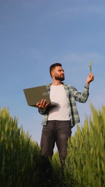 Modern tarım uzmanı yeşil buğday saplarını analiz eder ve bilgisayarına veri girerek, tarım ve ürün yönetiminde teknolojilerin rolünü gösterir