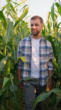 Mısır tarlasında elinde taze hasat edilmiş mısır koçanı tutan gururlu bir çiftçi. Güneşli bir günde mısır mahsulünün kalitesini ve olgunluğunu inceleyen bir tarım uzmanı.