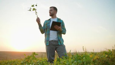 Gün batımında soya fasulyesi tarlasında duran genç tarımcı, bir bitkiyi dikkatlice inceliyor ve bir tablet üzerinde verileri kaydediyor, modern tarım teknolojisi ve ürün yönetimi sergiliyor.