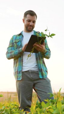 Yeşil bir soya tarlasında duran bilgili çiftçi, güneşli bir günde veri toplama ve analiz için dijital tablet kullanırken bitkinin kalitesini dikkatle kontrol ediyor.