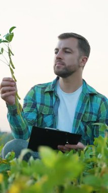 Genç bir erkek çiftçi elinde bir pano tutarken soya fasulyesi hasadını teftiş ediyor ve bir tarım alanında notlar alıyor. Tarım uzmanı bitki gelişimini araştırıyor ve hasat kalitesini sağlıyor.