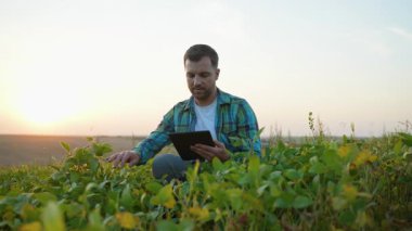Bir tarladaki genç soya bitkilerini incelemek için tablet kullanan modern tarım uzmanı, güzel bir günbatımında yapraklara dokunarak ekinlerin arasına çömelmiş ve verileri analiz ediyordu.