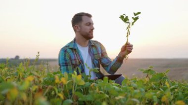 Çalışkan çiftçi, günbatımında bir tarım tarlasında soya fasulyelerini inceliyor. Başarılı bir hasat ve gıda üretimi için bitkilerin büyümesini ve kalitesini izlemek üzere modern bir tablet kullanıyor.