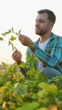 Genç bir tarım uzmanı ekilmiş bir tarladaki soya fasulyesi bitkisini inceliyor. Tarım uzmanı soya mahsulünün güzel bir günbatımında kalitesini ve büyümesini değerlendiriyor.